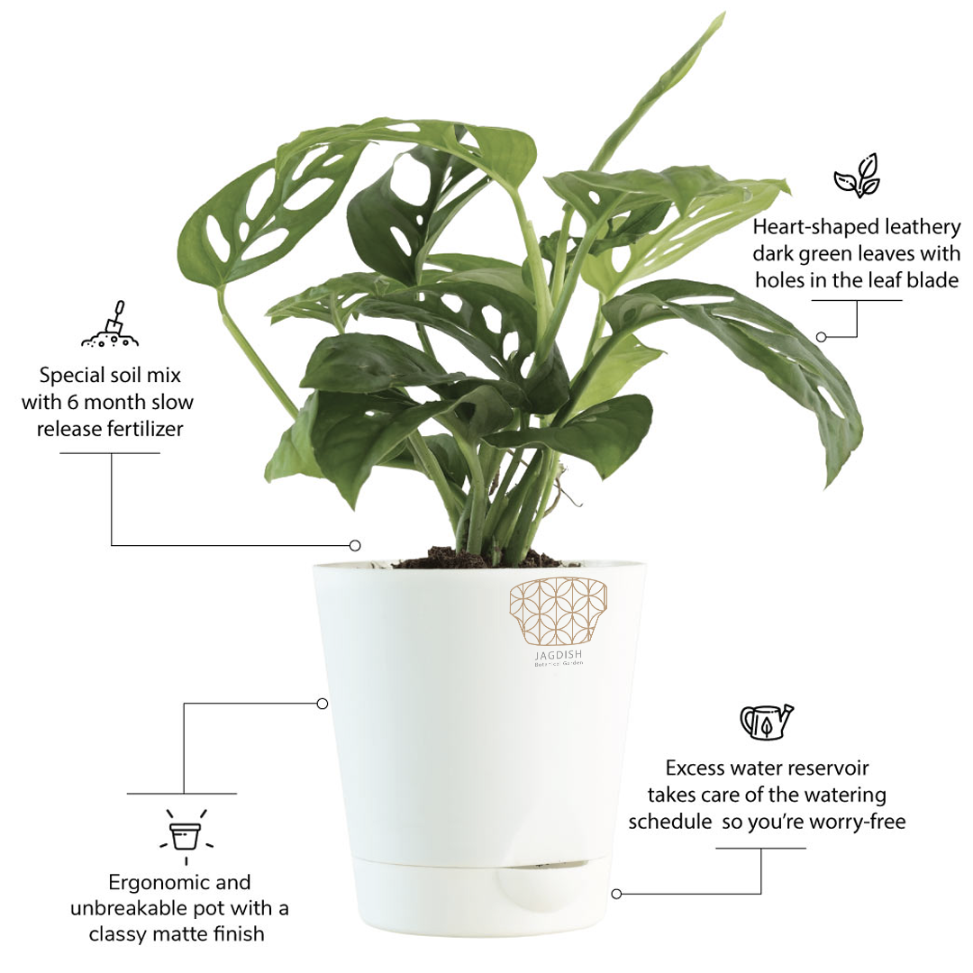 bowstring hemp snake plant Snake Plant 'Emerald Star' | Sansevieria | Tropical Plant | Potted Plant main image 0