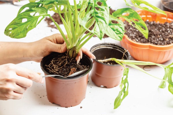 fly trap plant eating Venus Fly Trap Plant For Sale  Logee's Plants