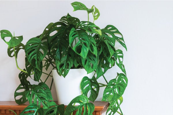 buy zz plants online ZZ Plant - Large (2-3' tall) Cement Grey Planter